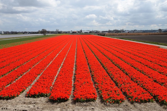 keukenhof in lisse | Camper Deluxe